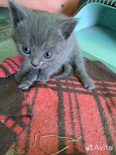 Британская кошка в дар