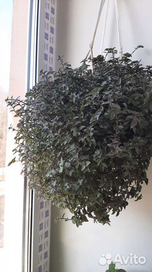 Хлорофитум