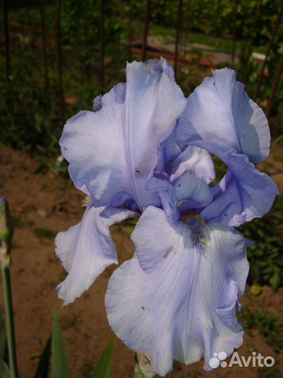 Ирисы разные сорта
