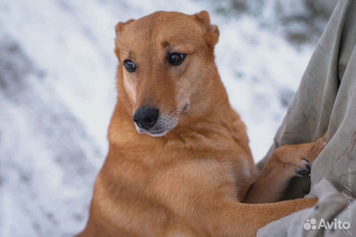 Собака в добрые руки отдам бесплатно