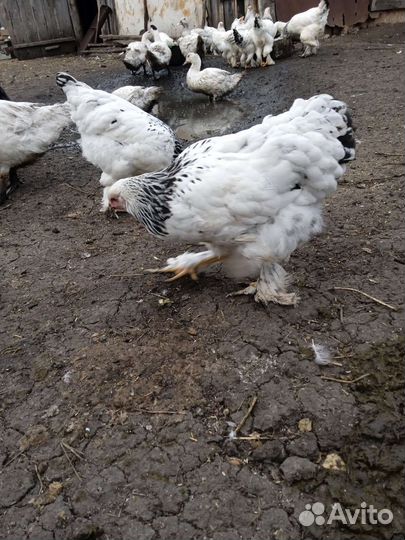 Куры молодки