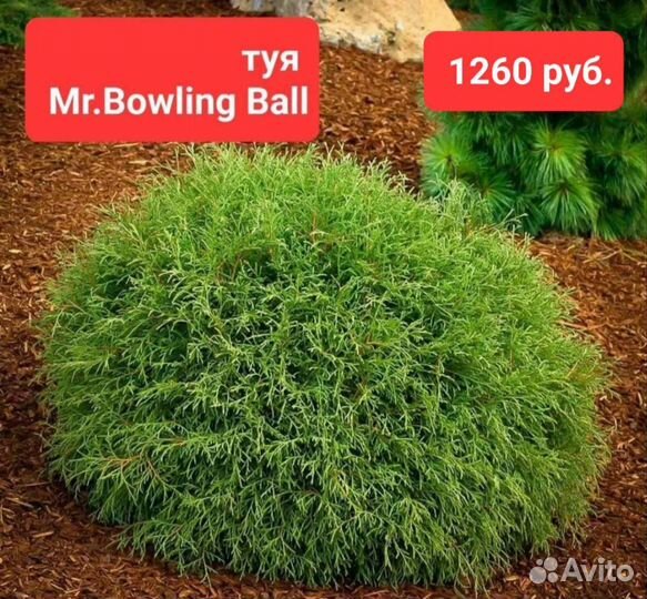 Хвойные в горшках