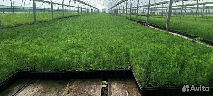 Сеянцы ели зкс от производителя