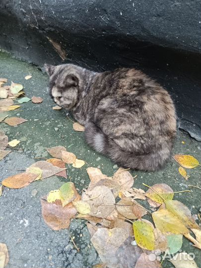 Потерялся кот