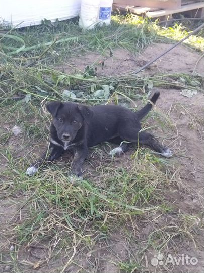 Щенок двортерьер