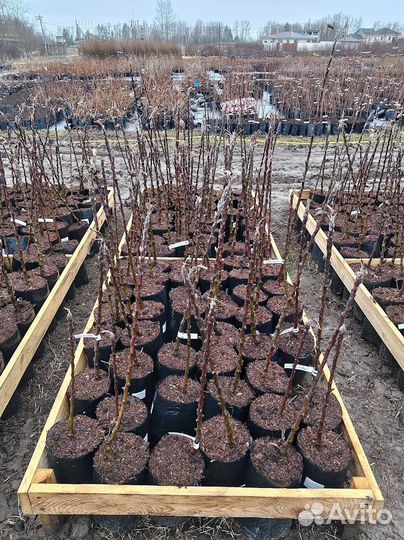 Саженцы лучших сортов яблок