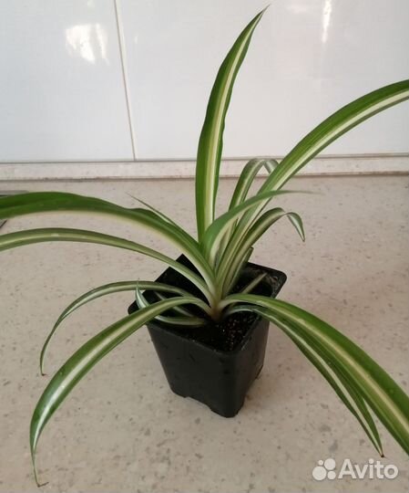 Хлорофитум, спатифилум, алоэ