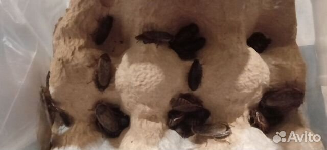 Кормовые тараканы (мраморные)