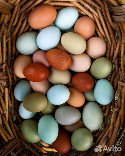 Куры с цветным яйцом