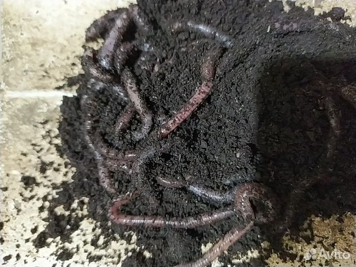 Черви Дендробена