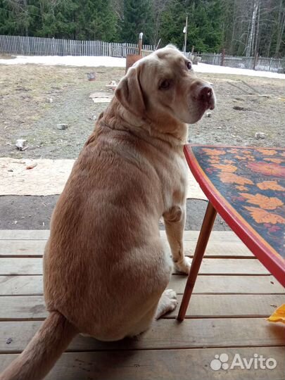 Кобель лабрадора вязка,случка