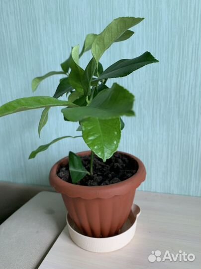 Лимон, орхидея, алоэ, личи