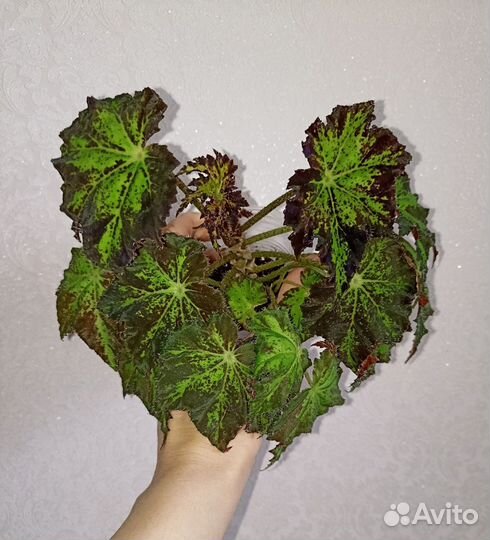 Бегония Бауэра Клеопатра Тигровая