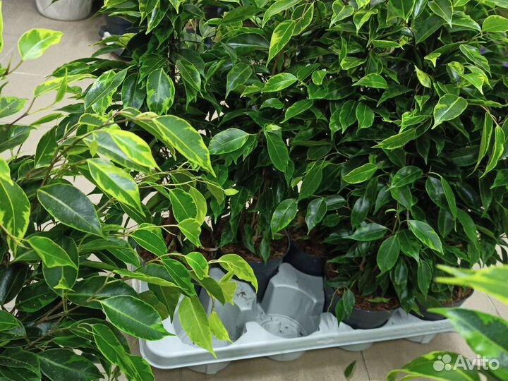 Фикус анастасия