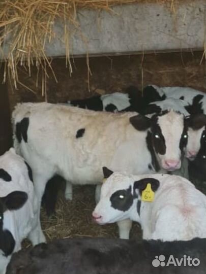 Телята бычки