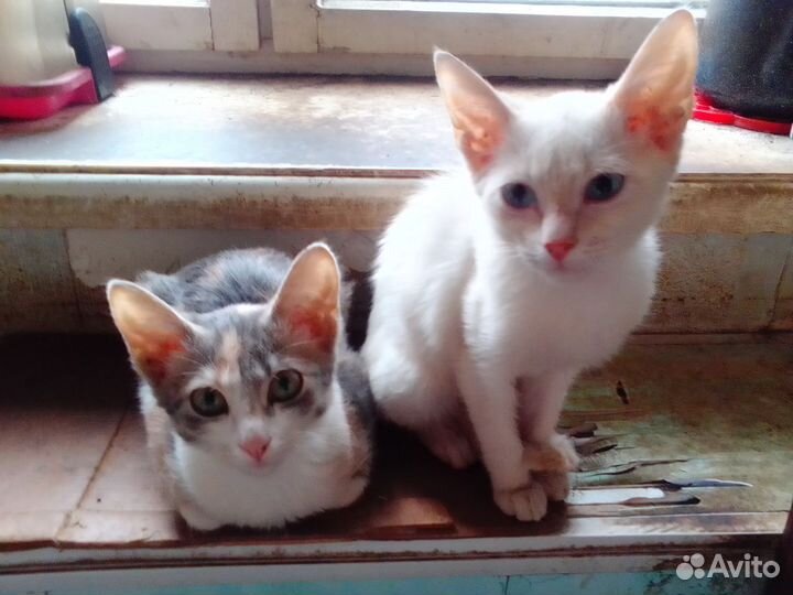 Девочки кошечки