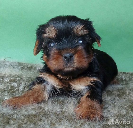 Йоркширский терьер