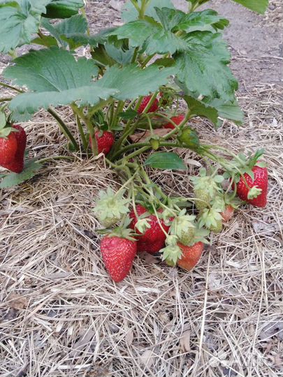 Клубника малина