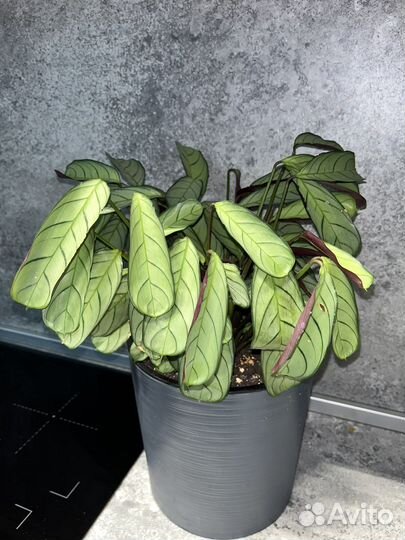 Ктенанта амагрис