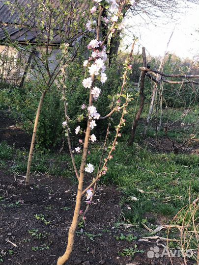 Деревья фруктовые