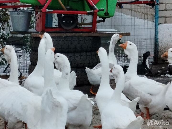Гуси и утки