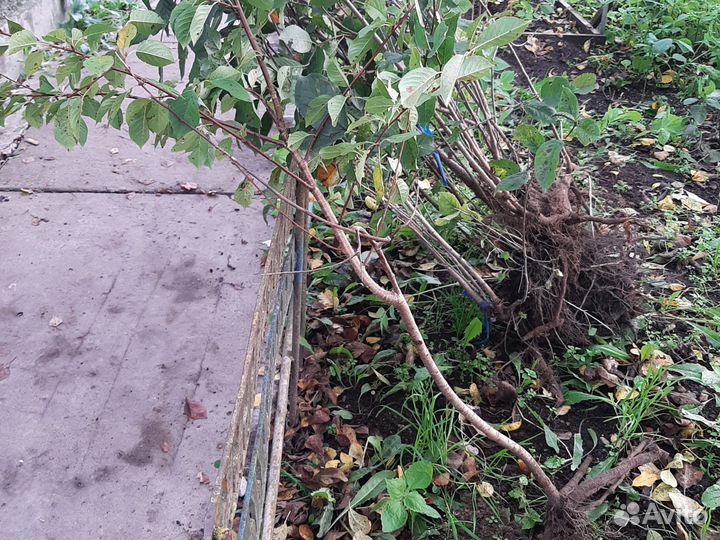 Черешня саженцы