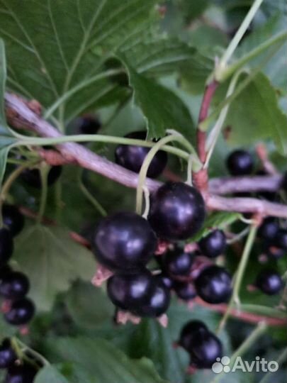 Смородина крыжовник тибеская малина