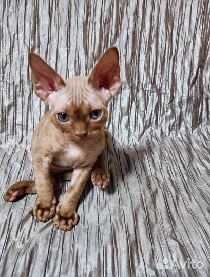 Котята Девон-рекс