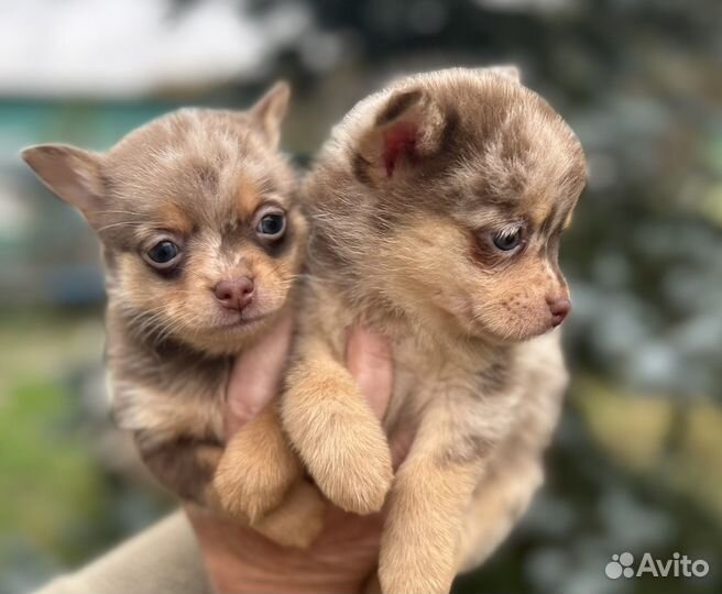 Щенки помчи