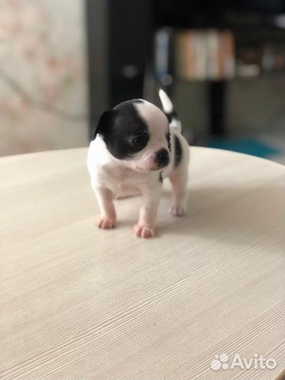 Собака Чихуахуа