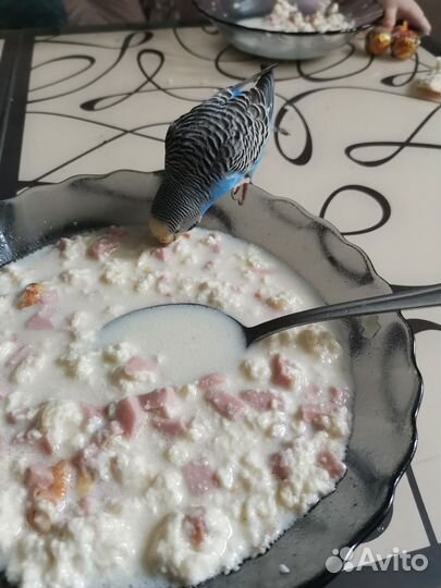 Волнистый попугай с клеткой