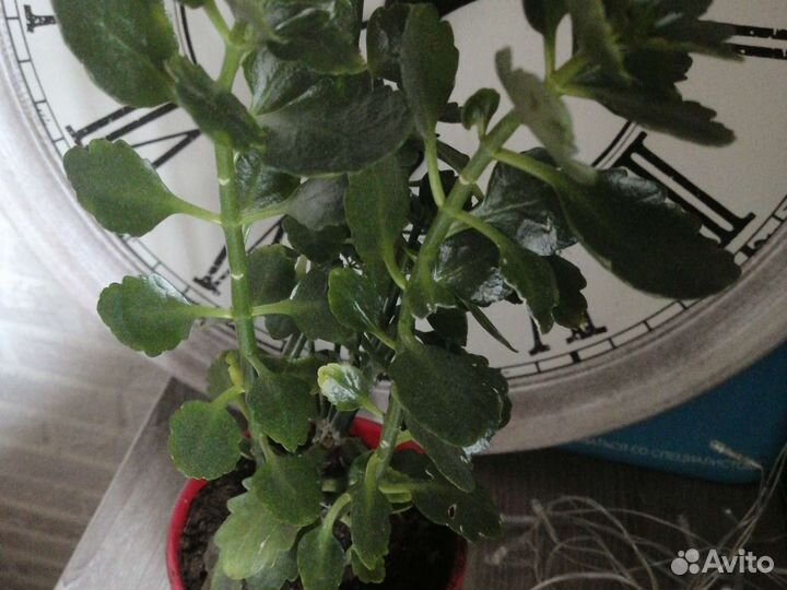 Каланхоэ цветущий