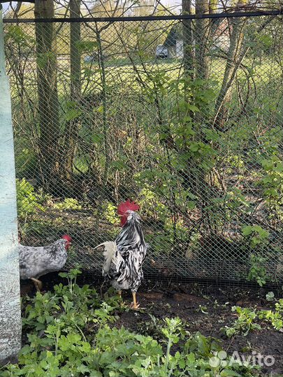 Инкубационное яйцо