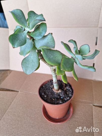 Толстянка Crassula arborescens undulatifolia