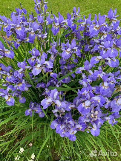 Нарцисс Ирис ландыши пионы