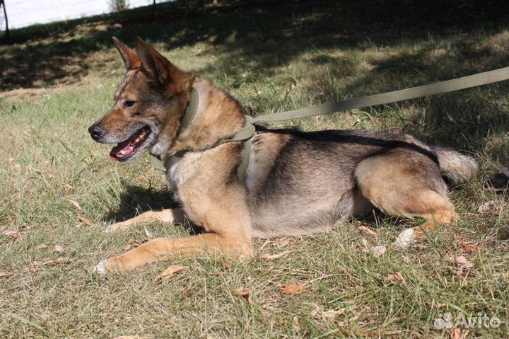 Добрая собака для добрых людей