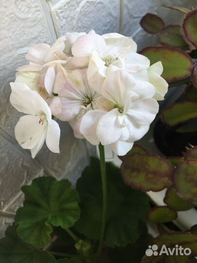 Комнатные цветы герань