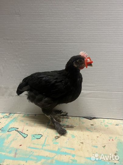 Маран петухи