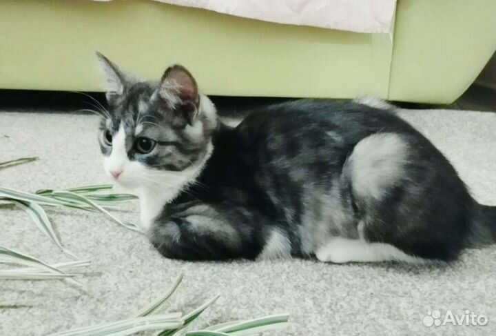 Отдам котенка в добрые руки