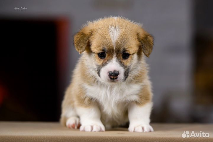 Щенки вельш корги пемброк