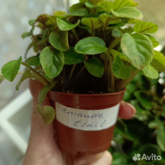 Детки мини, полумини и трейлерных фиалок