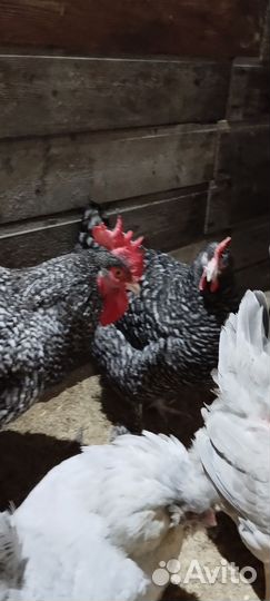 Мехеленская кукушка, петух и курица