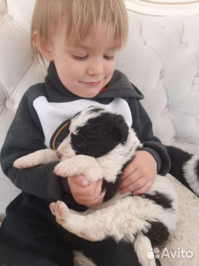 Щенки пандочки в дар