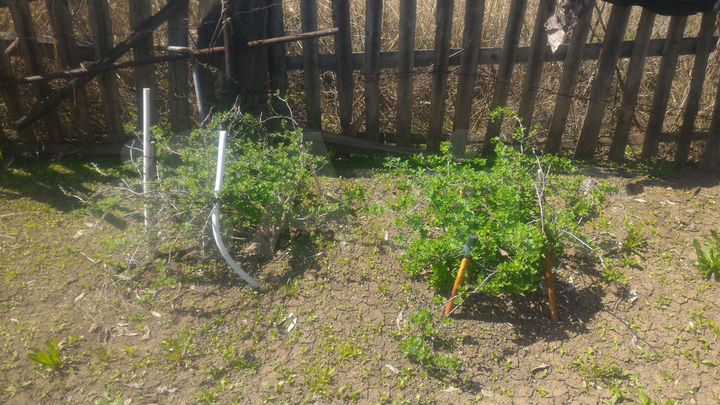Участок 11,4 сот. (СНТ, ДНП)