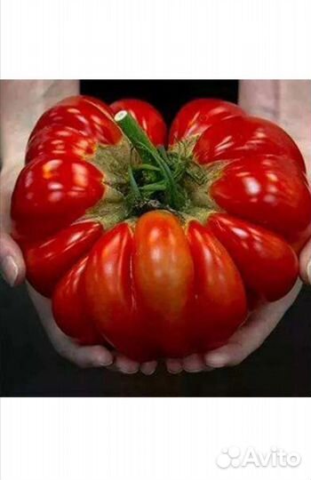Семена томатов