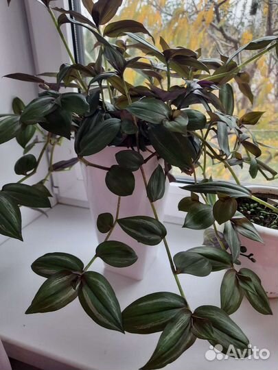 Традесканции сортовые Часть 1