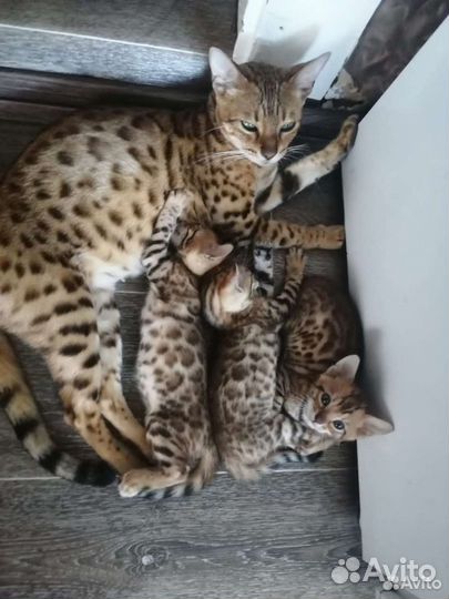 Бенгальская