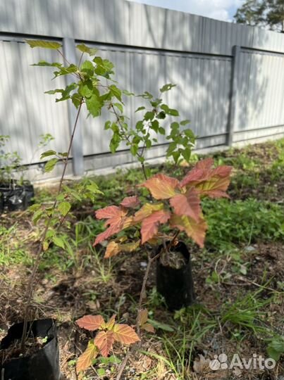 Клен татарский гиннала