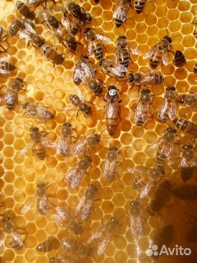 Пчеломатки Бакфаст