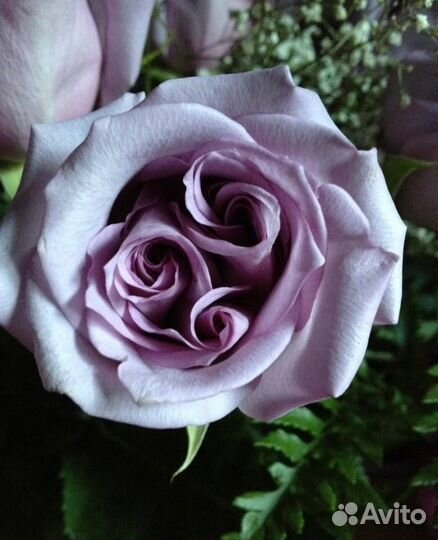 Роза Мунстоун